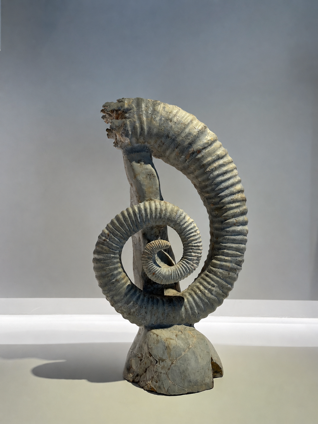 Ammonite Deroulée